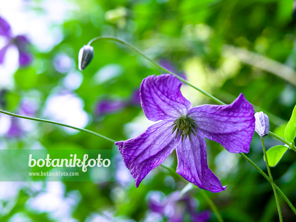 427142 - Clématite bleue (Clematis viticella)