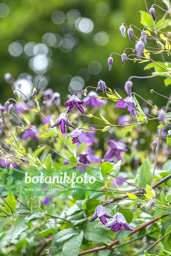 638057 - Clématite bleue (Clematis viticella)