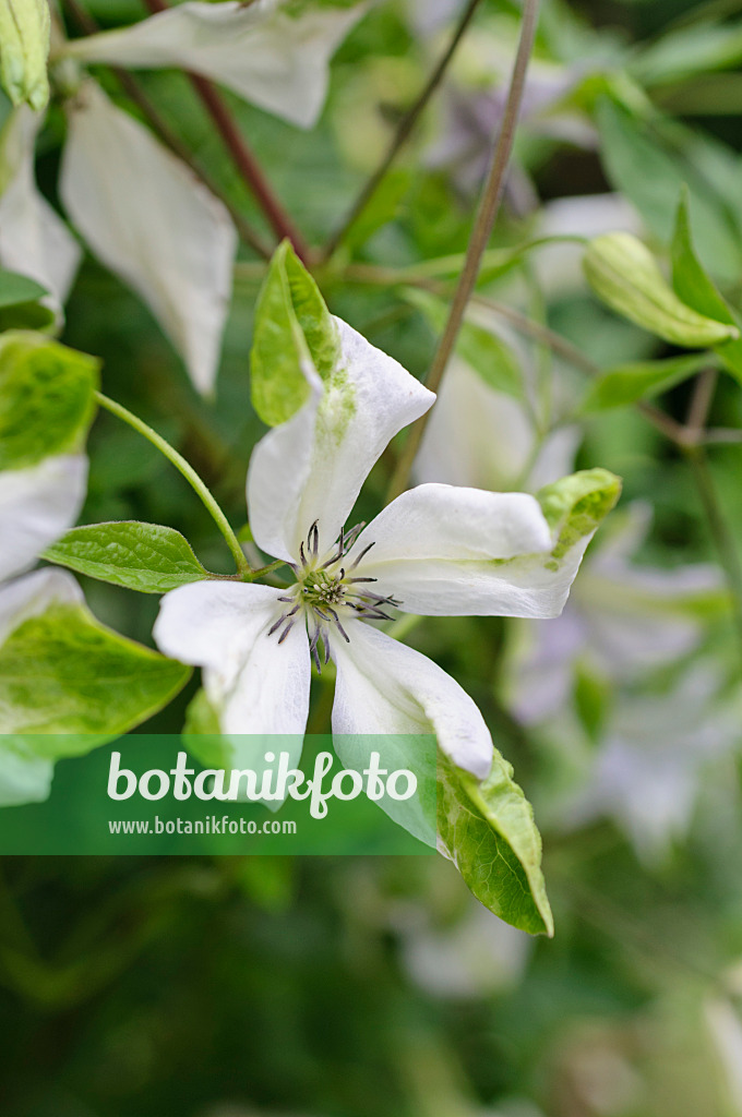 486203 - Clématite bleue (Clematis viticella 'Alba Luxurians')