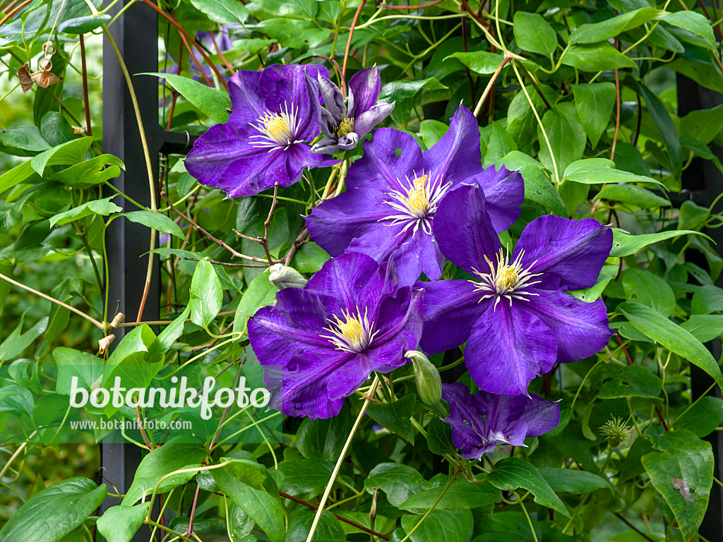 453055 - Clématite bleue (Clematis viticella 'Lady Betty Balfour')