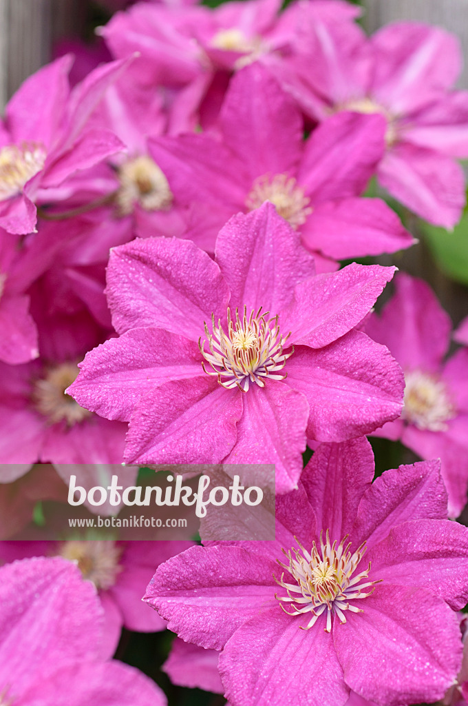 486200 - Clématite (Clematis Asao)