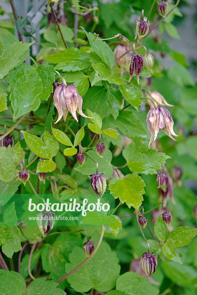 490044 - Clématite (Clematis chiisanensis)