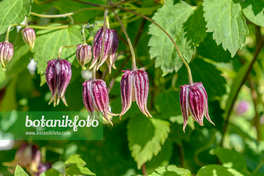 575067 - Clématite (Clematis chiisanensis)