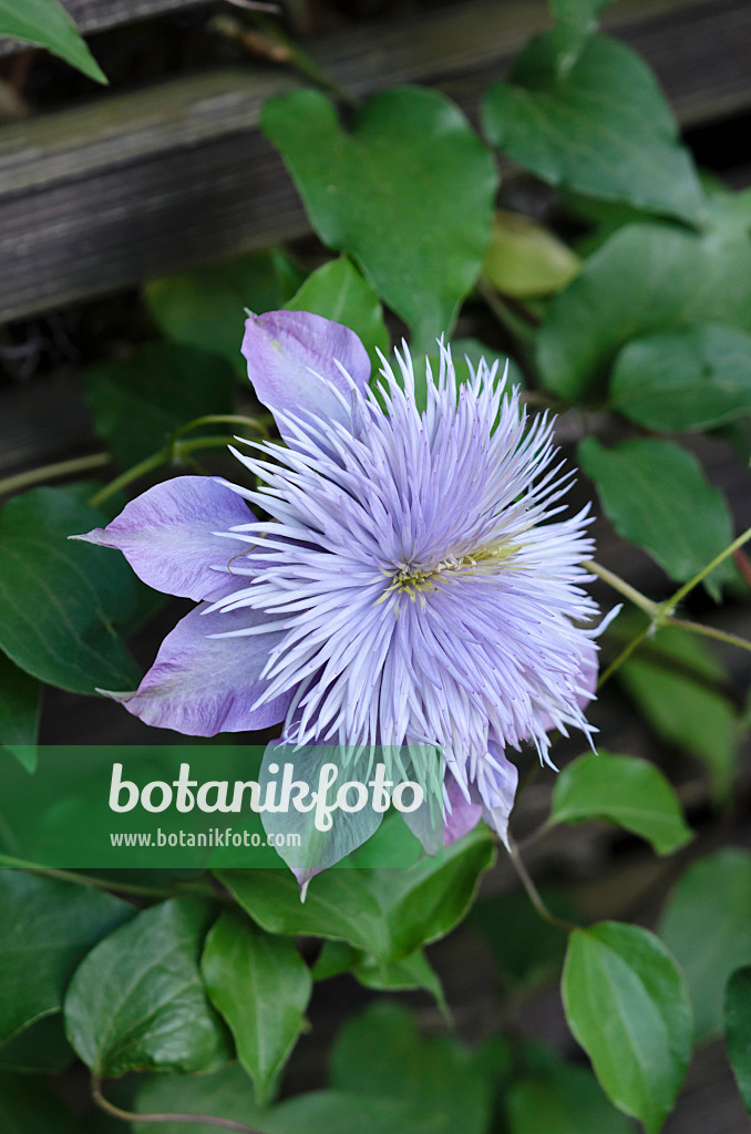 521289 - Clématite (Clematis Crystal Fountain)