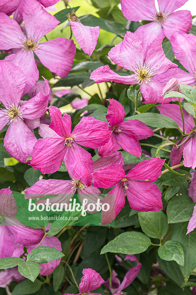 638049 - Clématite (Clematis Eetika)