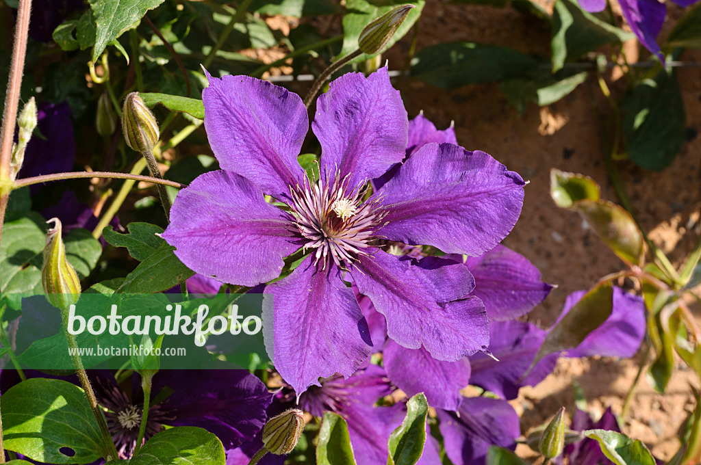 475082 - Clématite (Clematis Gipsy Queen)