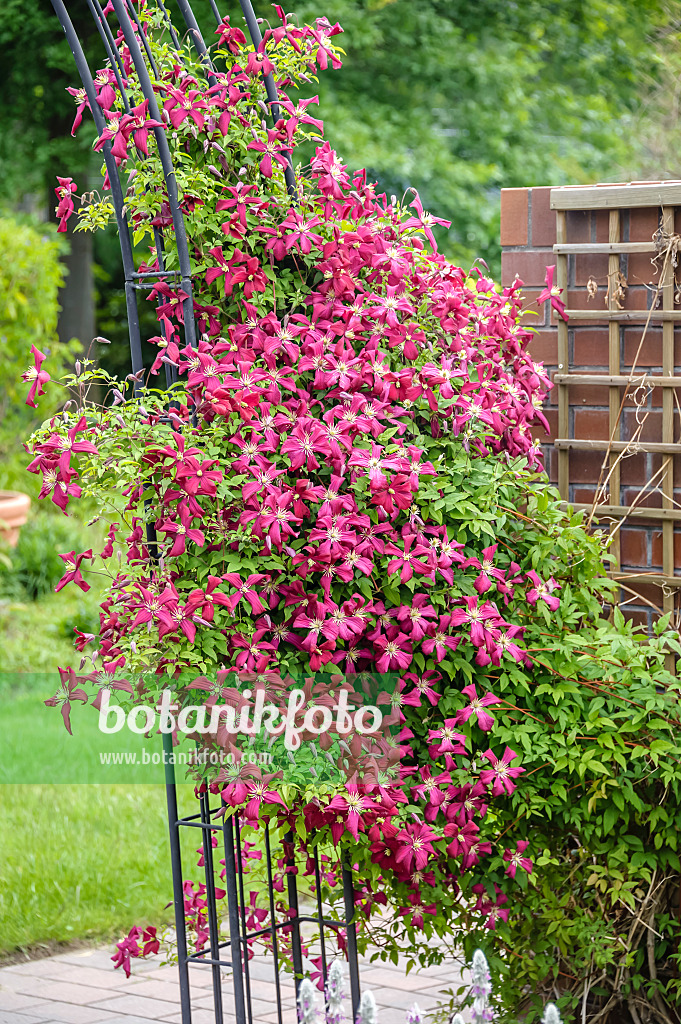 593051 - Clématite (Clematis Madame Julia Correvon)