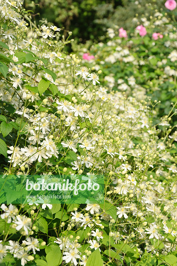 487265 - Clématite (Clematis Paul Farges)