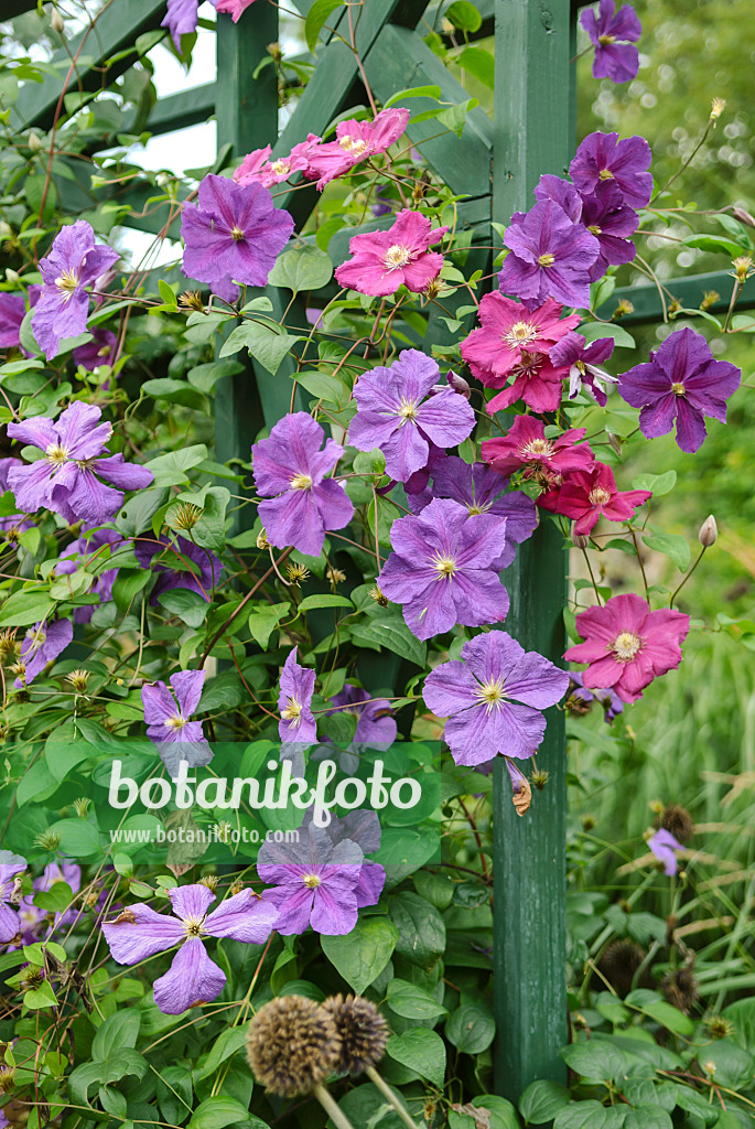 517125 - Clématite (Clematis Perle d'Azur) et clématite bleue (Clematis viticella 'Abundance')