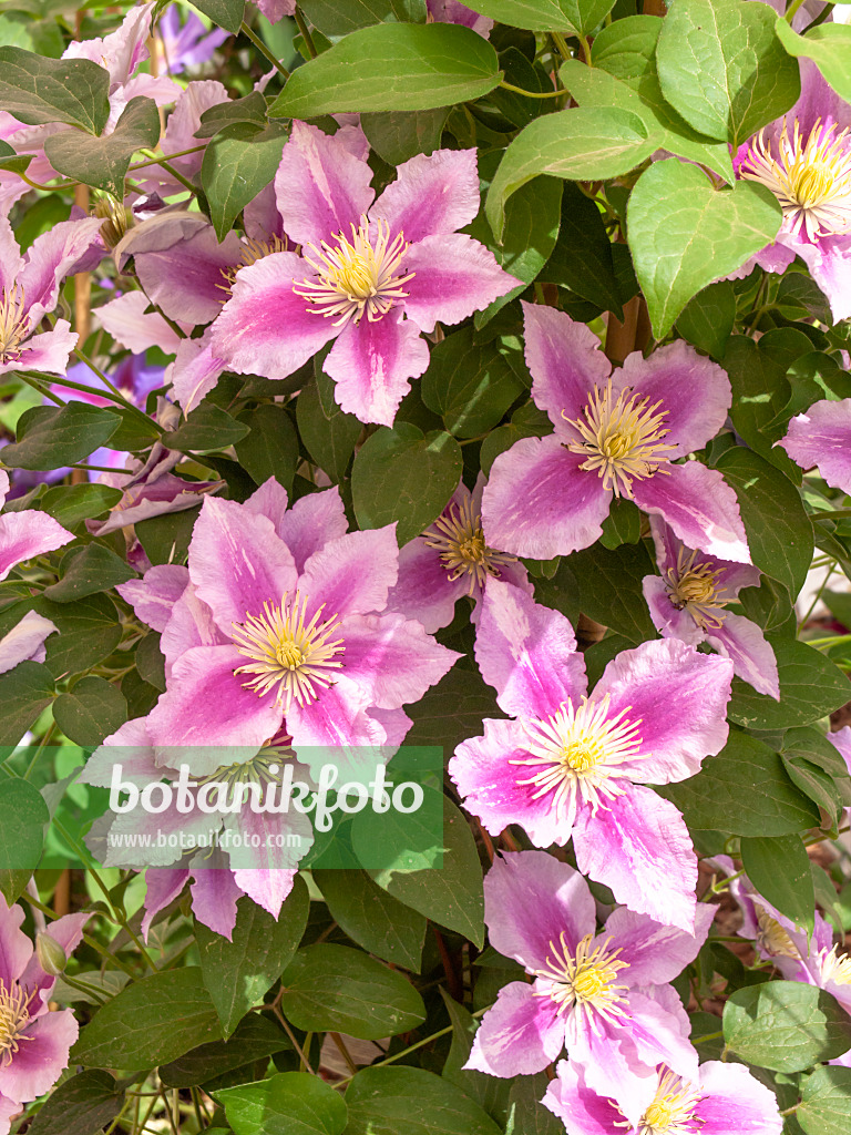 426034 - Clématite (Clematis Piilu)