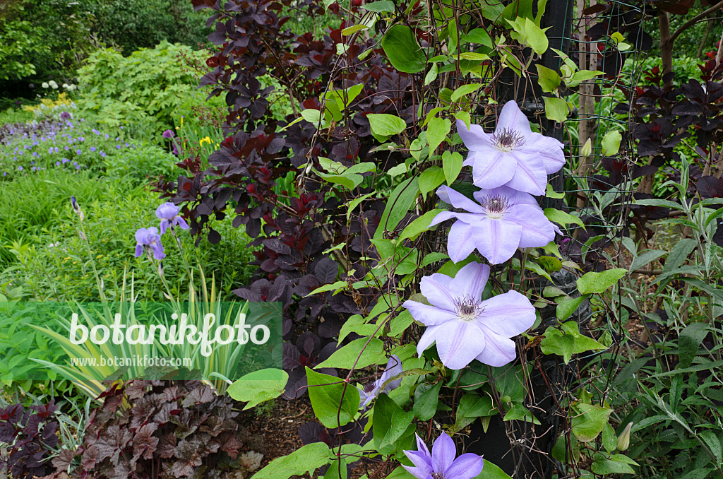 508122 - Clématite (Clematis) sur une lanterne