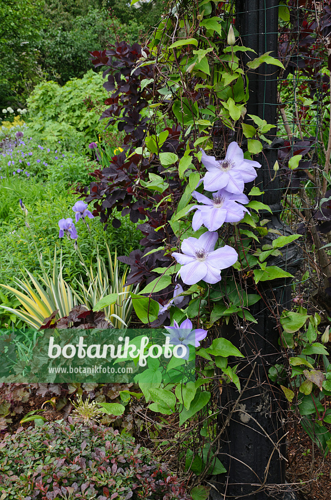 508125 - Clématite (Clematis) sur une lanterne