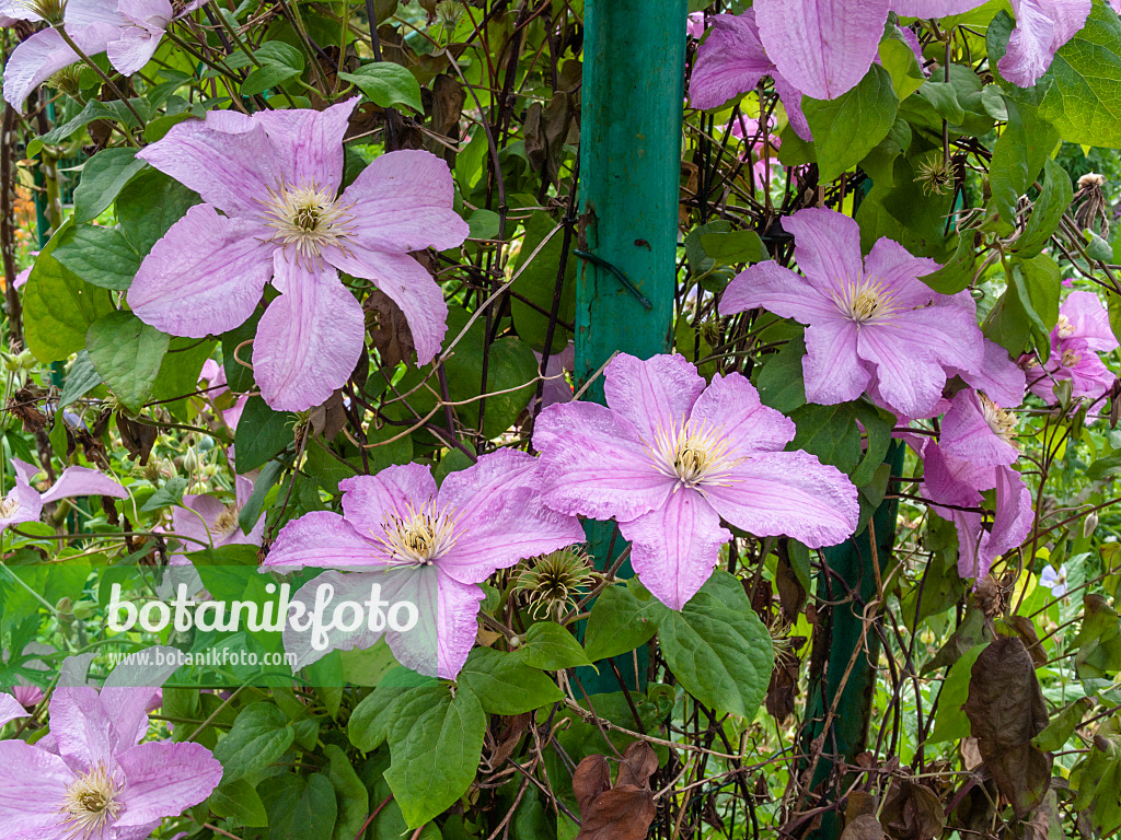 402150 - Clématite des montagnes (Clematis montana 'Tetrarose')