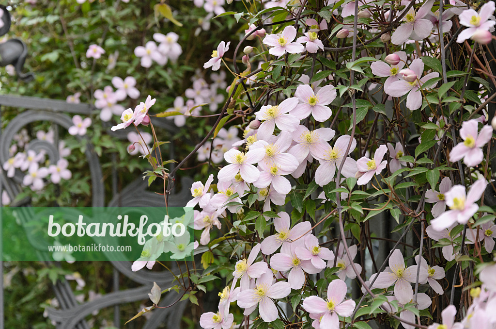 531155 - Clématite des montagnes (Clematis montana 'Rubens')