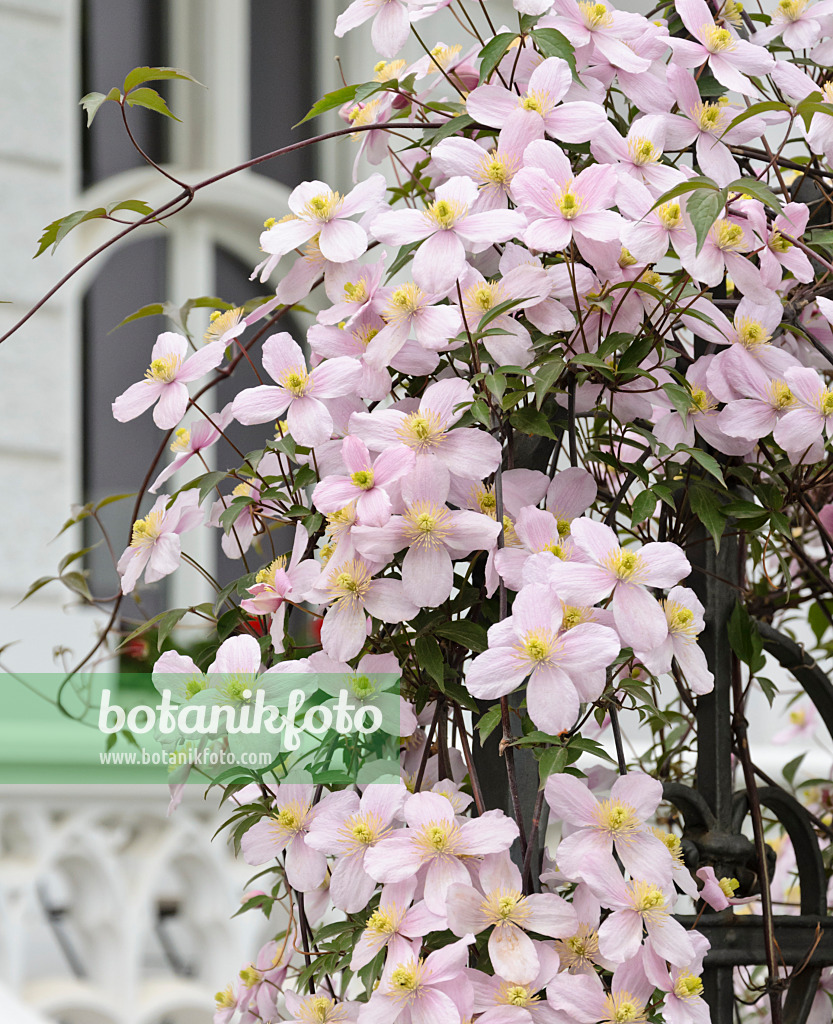 531156 - Clématite des montagnes (Clematis montana 'Rubens')