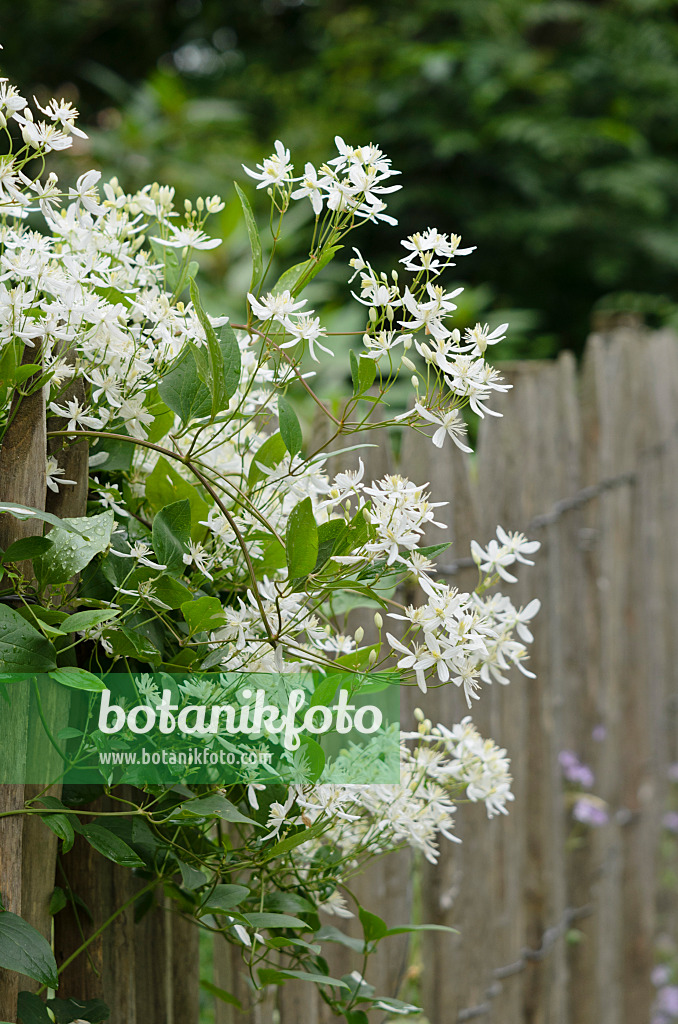 521452 - Clématite mandchourienne (Clematis mandshurica)