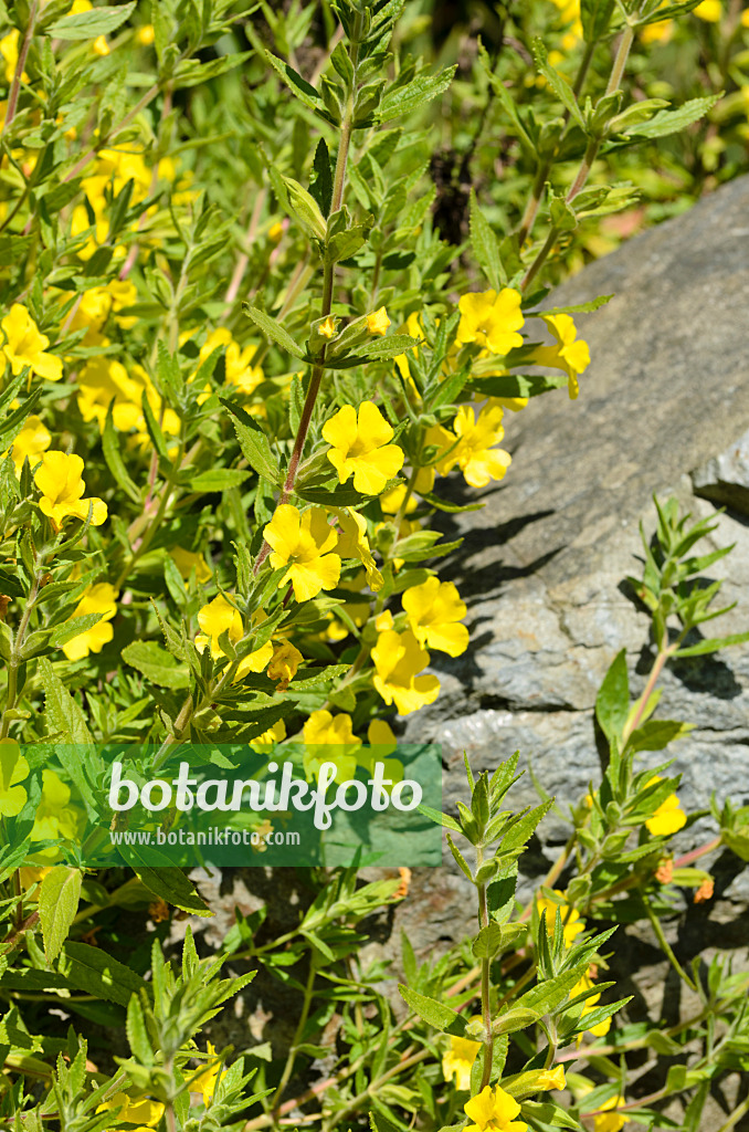 508505 - Cleveland's bush (Mimulus clevelandii)