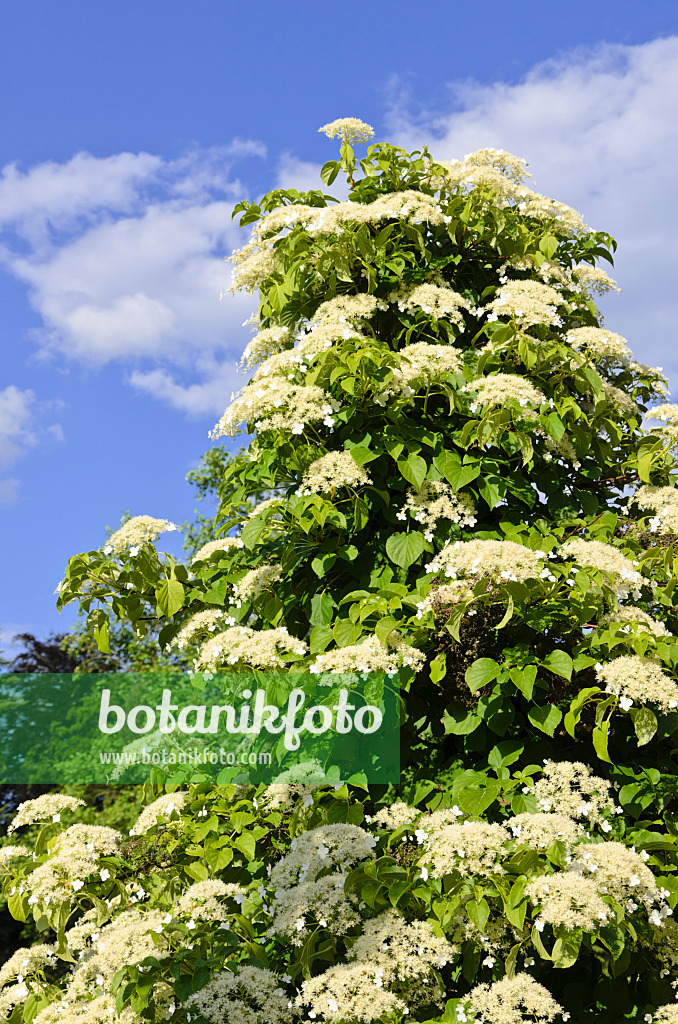 521042 - Climbing hydrangea (Hydrangea anomala)