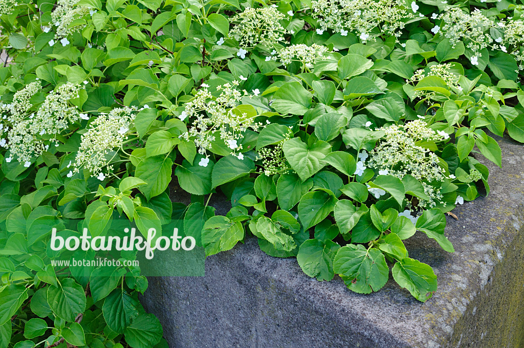 472304 - Climbing hydrangea (Hydrangea anomala subsp. petiolaris)