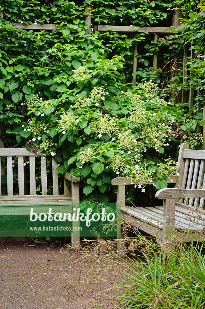 472308 - Climbing hydrangea (Hydrangea anomala subsp. petiolaris)