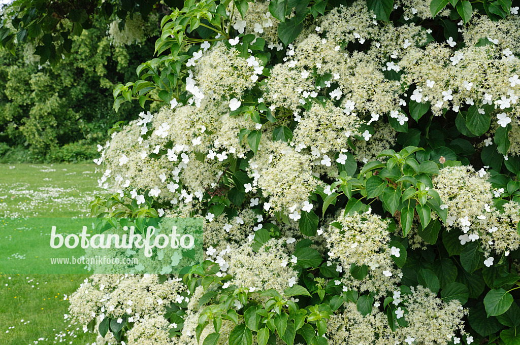 472397 - Climbing hydrangea (Hydrangea anomala subsp. petiolaris)