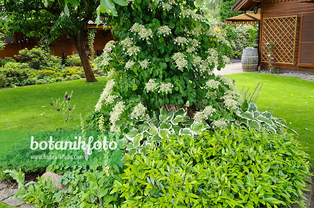 473063 - Climbing hydrangea (Hydrangea anomala subsp. petiolaris)