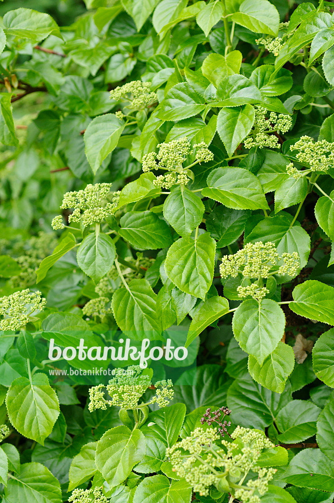 484073 - Climbing hydrangea (Hydrangea anomala subsp. petiolaris)