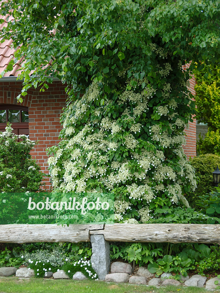 517133 - Climbing hydrangea (Hydrangea anomala subsp. petiolaris)