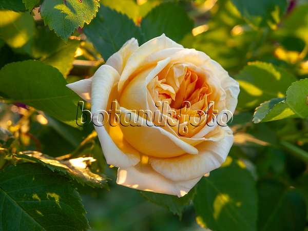 438233 - Climbing rose (Rosa Alchymist)