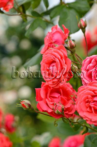 521221 - Climbing rose (Rosa Danse des Sylphes)