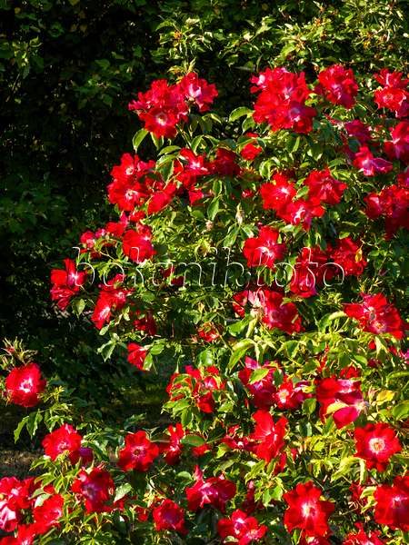 461032 - Climbing rose (Rosa Dortmund)