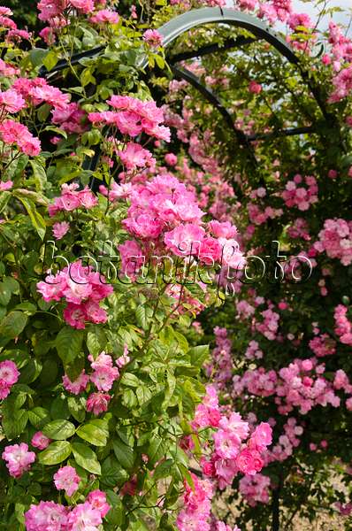 521398 - Climbing rose (Rosa Mistress F.W. Flight)