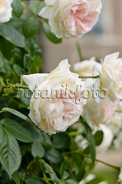 521217 - Climbing rose (Rosa Mon Jardin et Ma Maison)