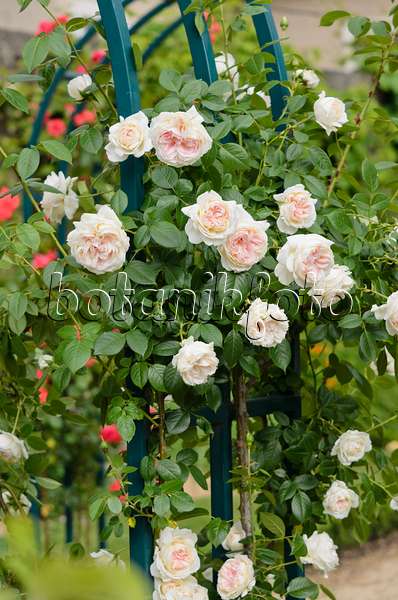 521232 - Climbing rose (Rosa Mon Jardin et Ma Maison)