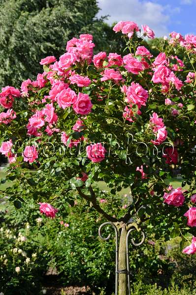 521282 - Climbing rose (Rosa Morning Jewel)