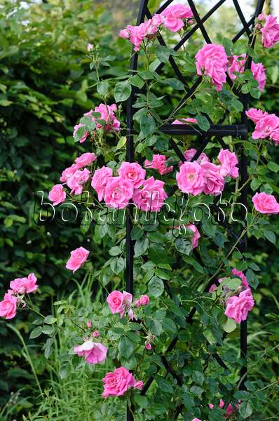 521293 - Climbing rose (Rosa Morning Jewel)