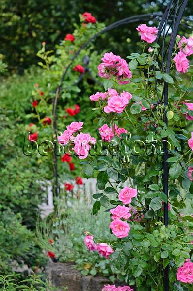 521294 - Climbing rose (Rosa Morning Jewel)