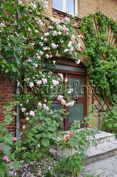 473280 - Climbing rose (Rosa New Dawn) at an house entrance