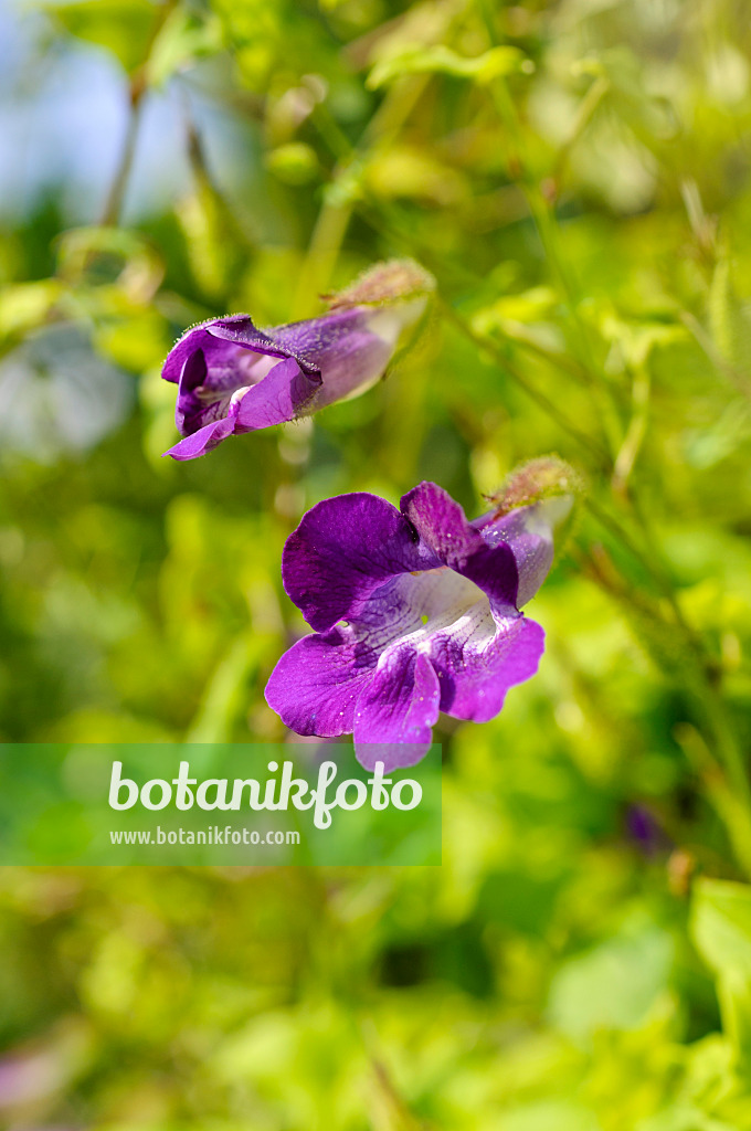 475234 - Climbing snapdragon (Asarina scandens syn. Maurandya scandens)