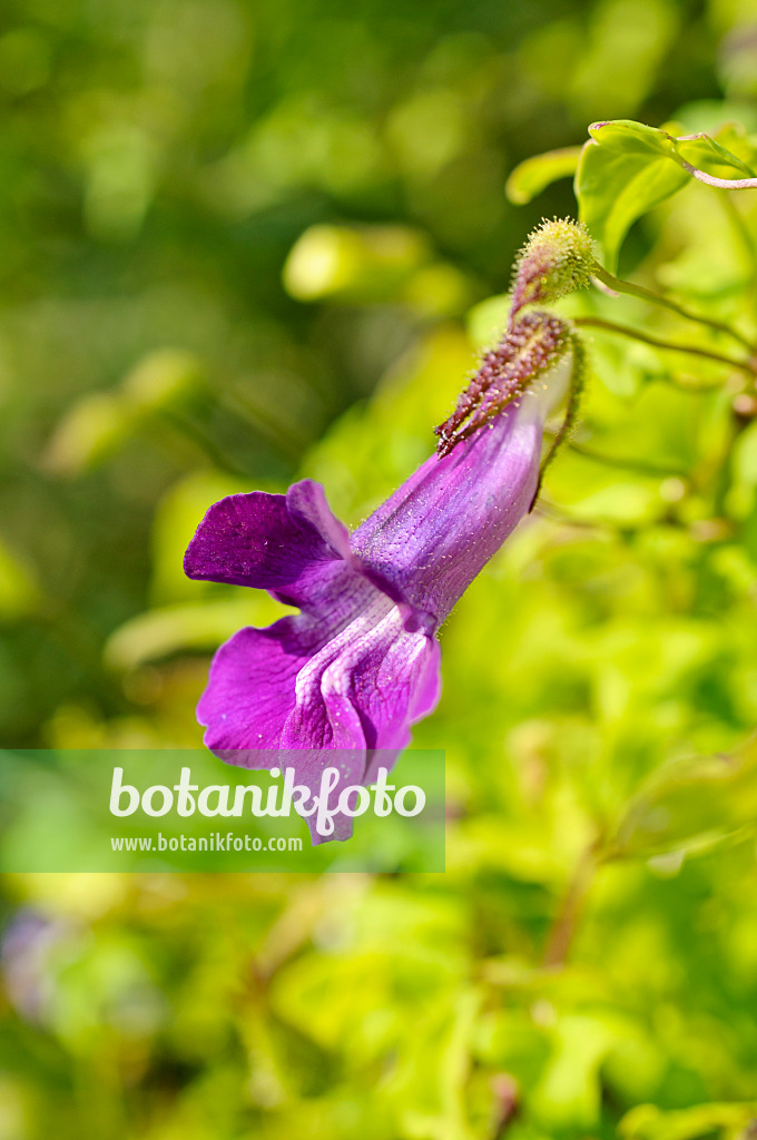 475235 - Climbing snapdragon (Asarina scandens syn. Maurandya scandens)