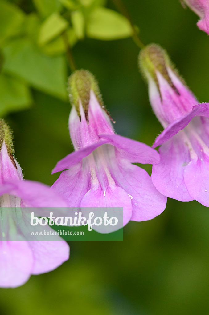 549004 - Climbing snapdragon (Asarina scandens syn. Maurandya scandens)