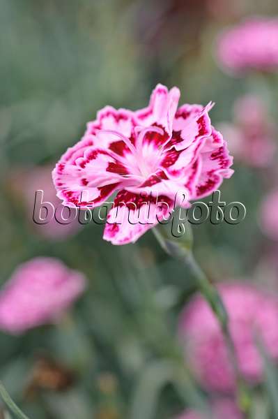 487076 - Clove pink (Dianthus caryophyllus 'Sunflor Odessa')