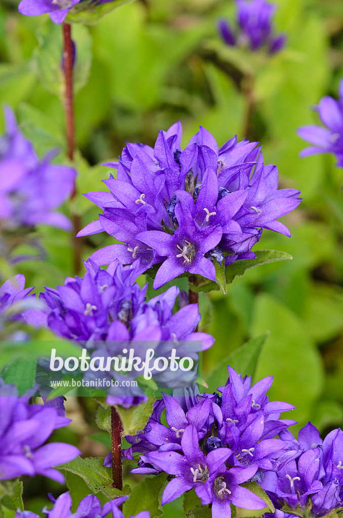 521291 - Clustered bellflower (Campanula glomerata 'Acaulis')