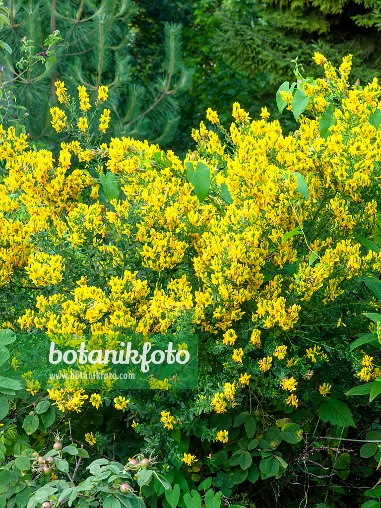 449043 - Clustered broom (Chamaecytisus supinus)