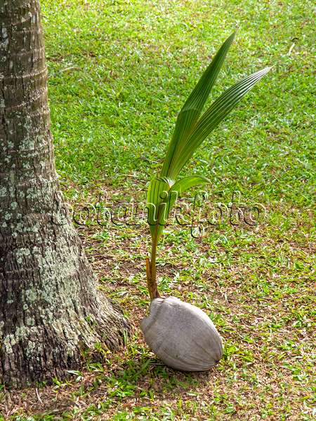 434201 - Coconut tree (Cocos nucifera)