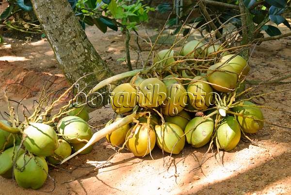 525483 - Coconut tree (Cocos nucifera)