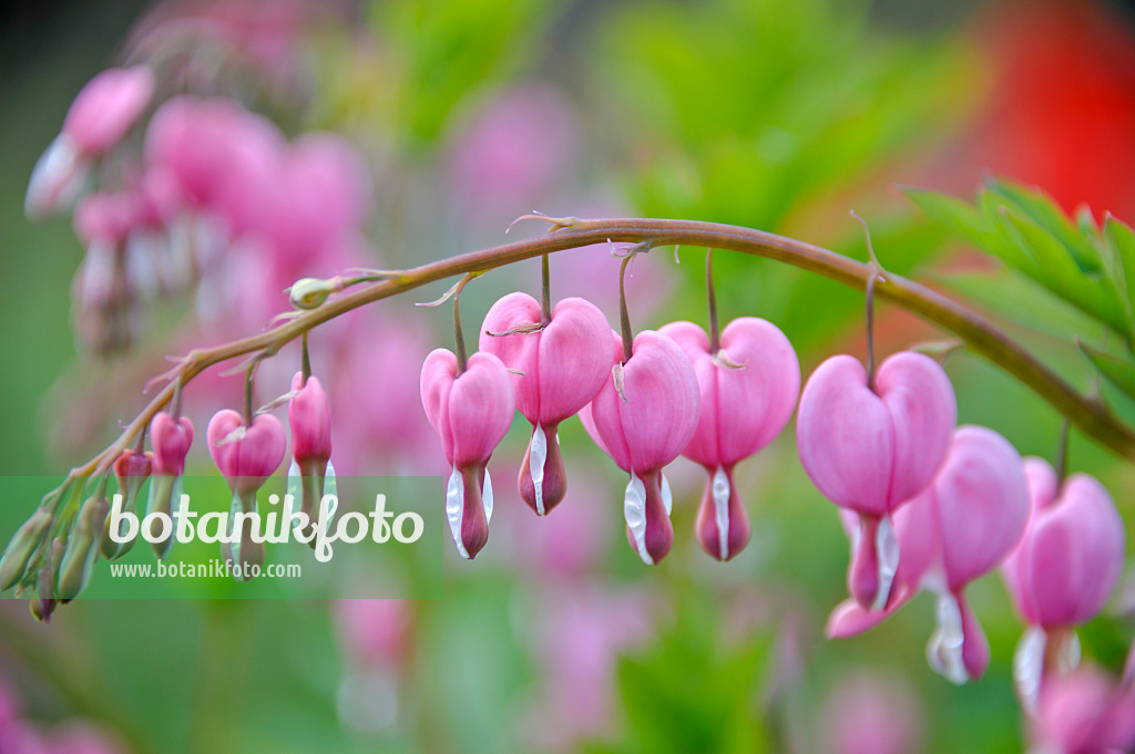 517436 - Cœur de Marie (Lamprocapnos spectabilis syn. Dicentra spectabilis)