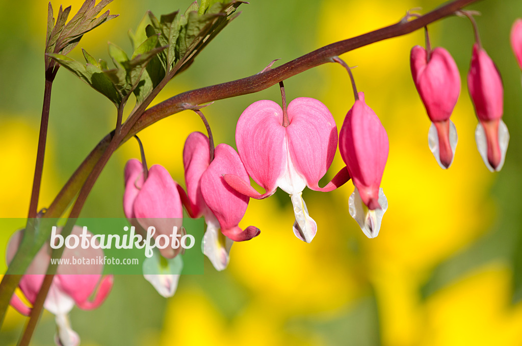 531189 - Cœur de Marie (Lamprocapnos spectabilis syn. Dicentra spectabilis)