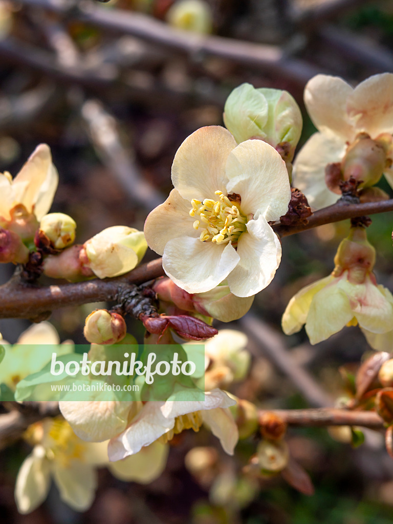 447041 - Cognassier (Chaenomeles x superba 'Alba')