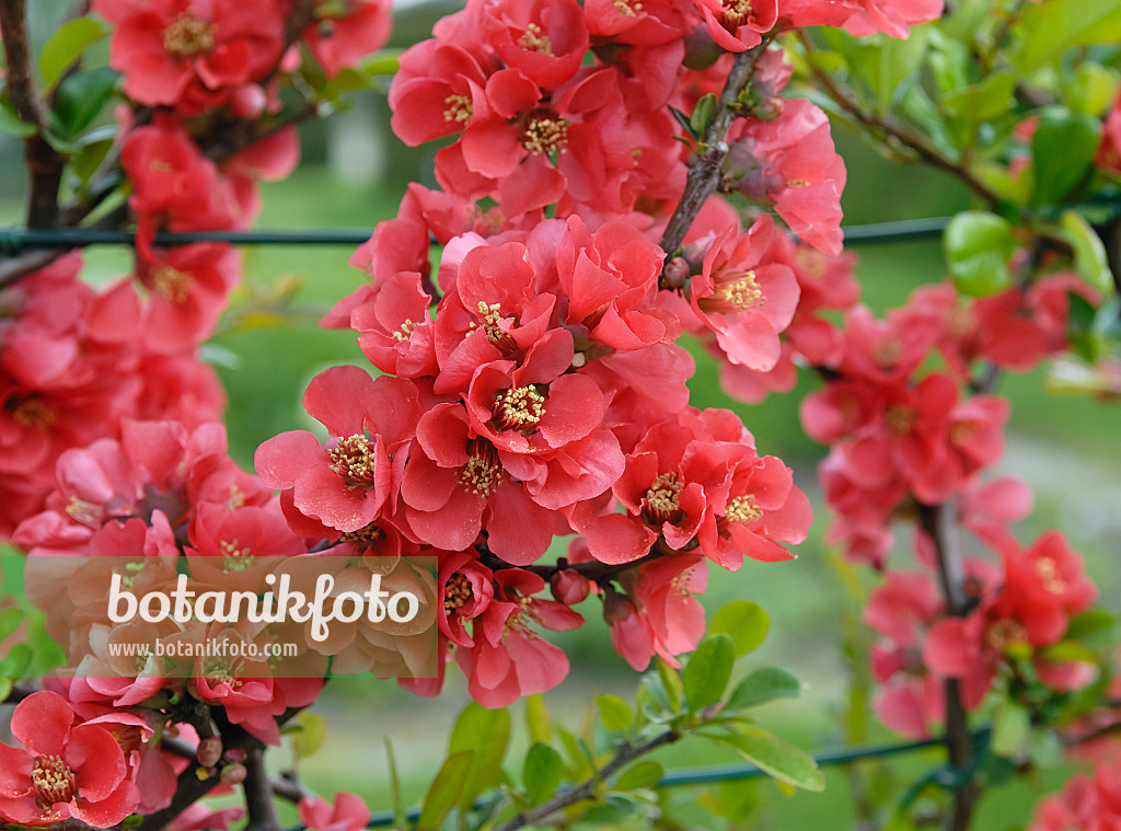 471373 - Cognassier du Chine (Chaenomeles speciosa)